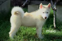 Fluffy, a male Siberian Husky for sale in Gainesville, FL – 1 of 3