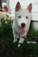Pearl, a female Siberian Husky for sale in Gainesville, FL – 2 of 3