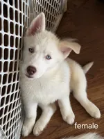 Pearl, a female Siberian Husky for sale in Gainesville, FL – 3 of 3