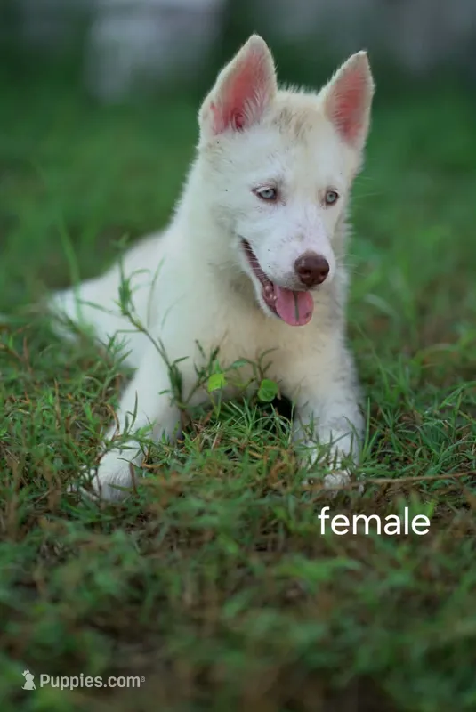 Pearl – Siberian Husky puppy for sale in Gainesville, FL