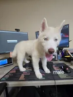 Fluffy, a male Siberian Husky for sale in Gainesville, FL – 3 of 3