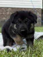 Yellow, a male German Shepherd Dog for sale in Washington, NC – 2 of 3