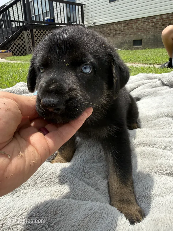 White – German Shepherd Dog puppy for sale in Washington, NC