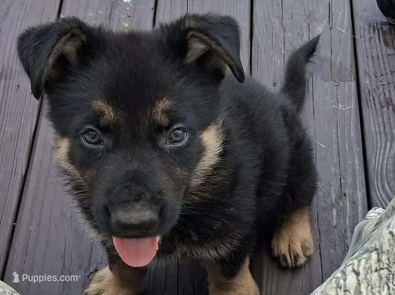 Yellow – German Shepherd Dog puppy for sale in Washington, NC