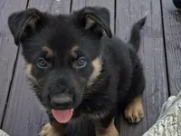 Yellow, a male German Shepherd Dog for sale in Washington, NC – 1 of 3