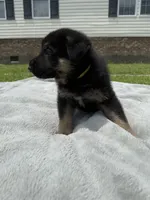 Yellow, a male German Shepherd Dog for sale in Washington, NC – 3 of 3