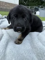 Green, a female German Shepherd Dog for sale in Washington, NC – 2 of 3