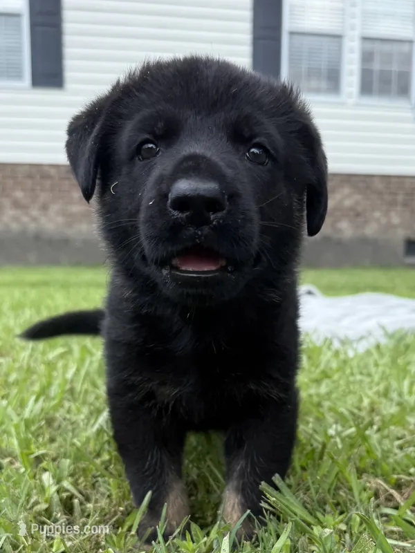 Green – German Shepherd Dog puppy for sale in Washington, NC