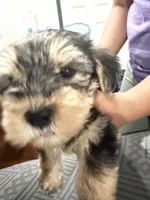 Snorkie , a male Miniature Schnauzer and Yorkshire Terrier for sale in Fort Worth, TX – 10 of 10