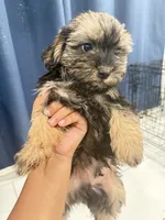 Snorkie , a male Miniature Schnauzer and Yorkshire Terrier for sale in Fort Worth, TX – 9 of 10