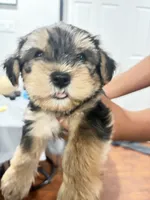 Snorkie , a male Miniature Schnauzer and Yorkshire Terrier for sale in Fort Worth, TX – 5 of 10