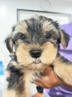 Snorkie , a male Miniature Schnauzer and Yorkshire Terrier for sale in Fort Worth, TX – 7 of 10