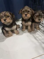 Snorkie , a male Miniature Schnauzer and Yorkshire Terrier for sale in Fort Worth, TX – 1 of 10
