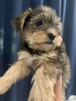 Snorkie , a male Miniature Schnauzer and Yorkshire Terrier for sale in Fort Worth, TX – 6 of 10