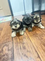 Snorkie , a male Miniature Schnauzer and Yorkshire Terrier for sale in Fort Worth, TX – 2 of 10