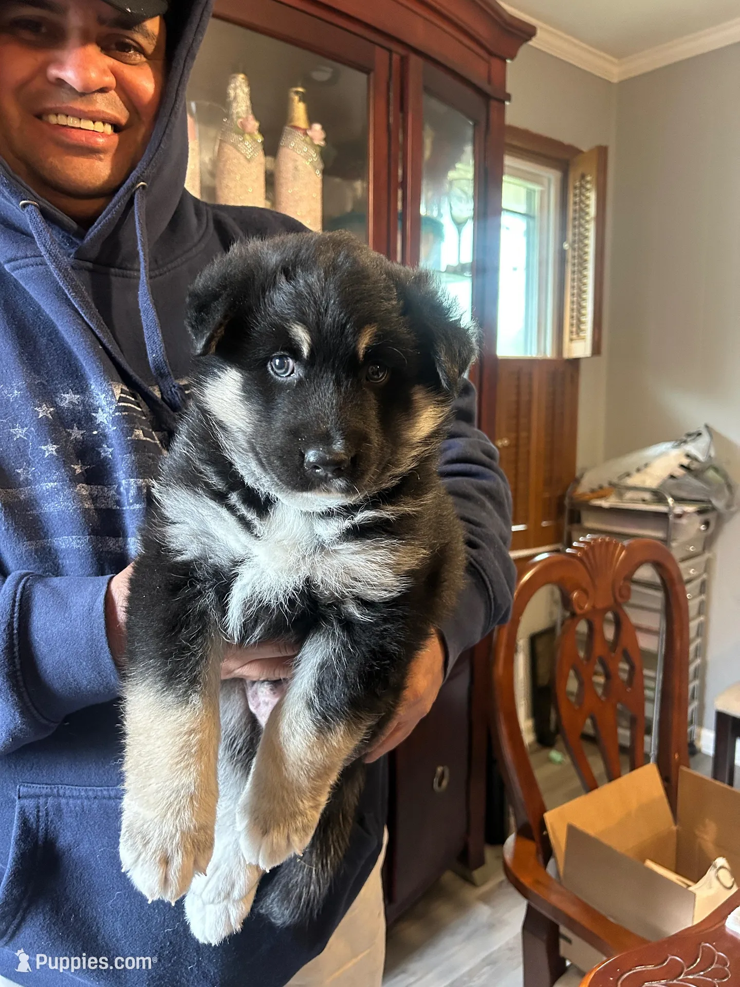 Prince – German Shepherd Dog, Siberian Husky puppy for sale in Douglasville, GA