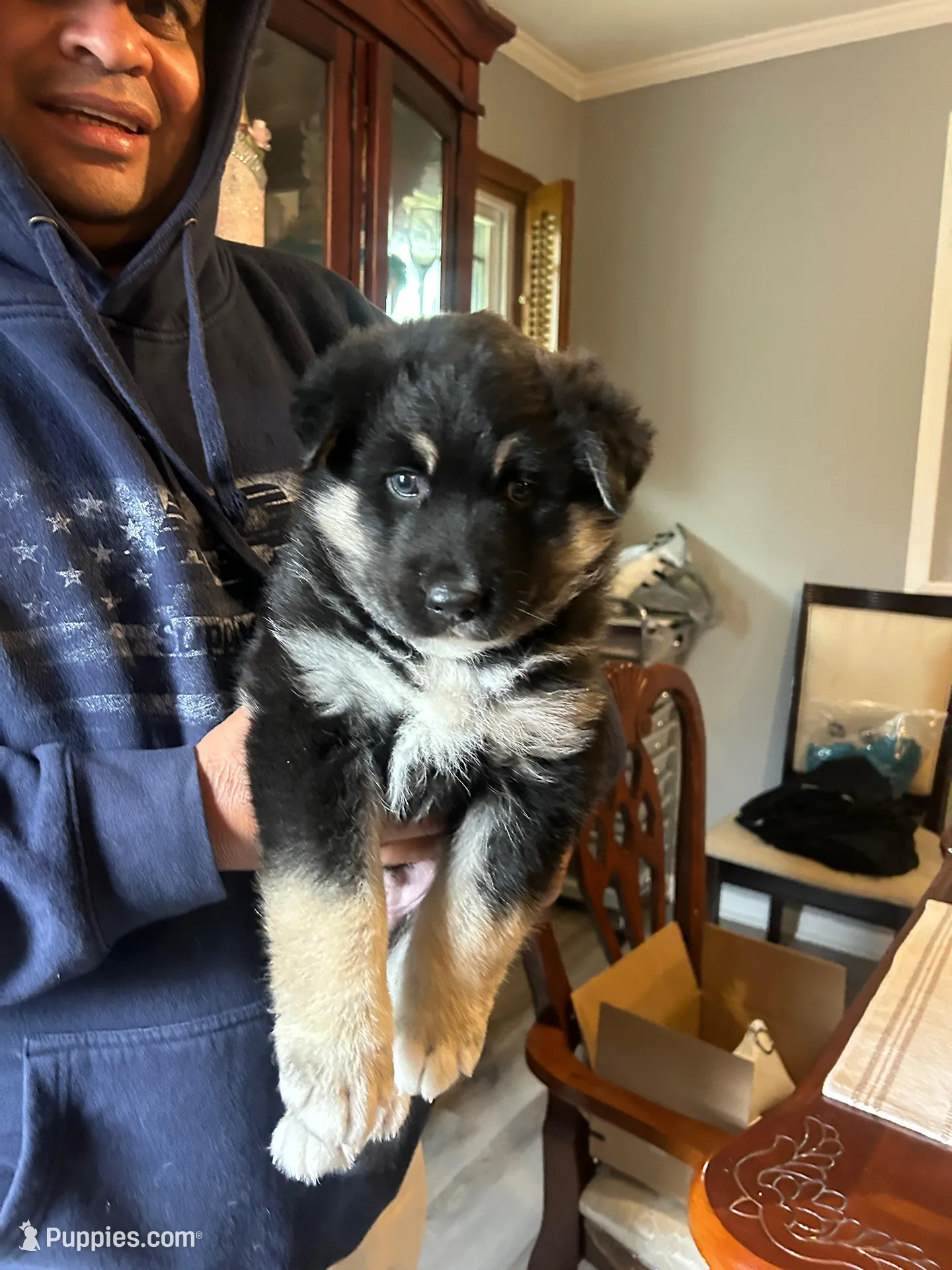 Prince, a male German Shepherd Dog and Siberian Husky for sale in Douglasville, GA – Photo 3 of 3
