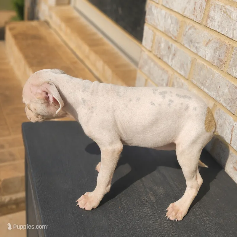 Love – American Bully, American Pit Bull Terrier puppy for sale in Stockbridge, GA