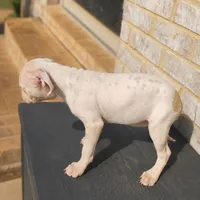 Love, a female American Bully and American Pit Bull Terrier for sale in Stockbridge, GA – 1 of 5