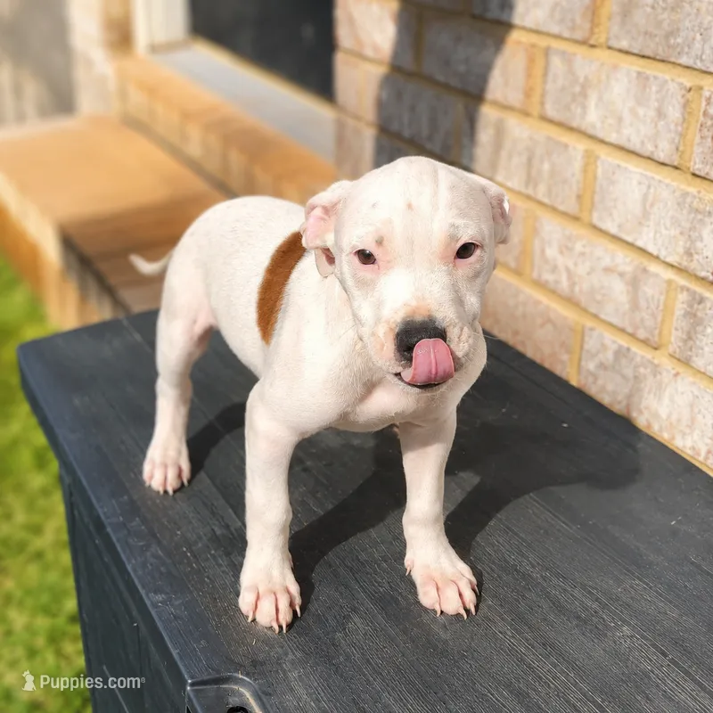 Fats – American Bully, American Pit Bull Terrier puppy for sale in Stockbridge, GA