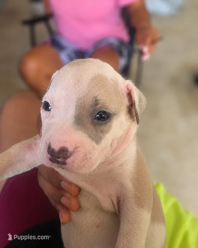 Chappo – American Bully, American Pit Bull Terrier puppy for sale in Stockbridge, GA