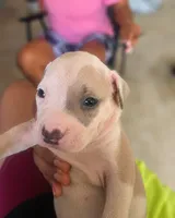 Chappo, a male American Bully and American Pit Bull Terrier for sale in Stockbridge, GA – 3 of 6
