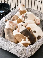 Love, a female American Bully and American Pit Bull Terrier for sale in Stockbridge, GA – 3 of 5