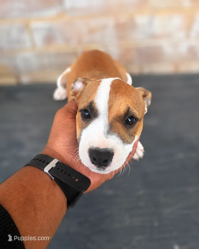 Tiger  – American Bully, American Pit Bull Terrier puppy for sale in Stockbridge, GA