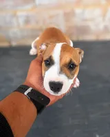 Tiger , a male American Bully and American Pit Bull Terrier for sale in Stockbridge, GA – 1 of 7