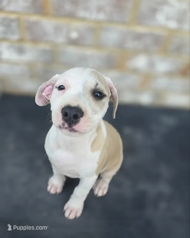 Chappo – American Bully, American Pit Bull Terrier puppy for sale in Stockbridge, GA