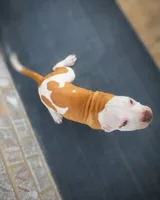Mickey, a male American Bully and American Pit Bull Terrier for sale in Stockbridge, GA – 2 of 6