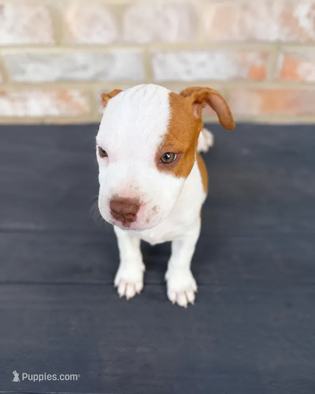 Cowgirl – American Bully, American Pit Bull Terrier puppy for sale in Stockbridge, GA