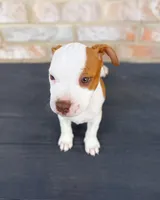 Cowgirl, a female American Bully and American Pit Bull Terrier for sale in Stockbridge, GA – 1 of 5
