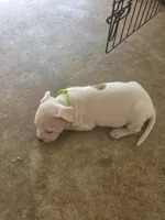 Fats, a male American Bully and American Pit Bull Terrier for sale in Stockbridge, GA – 6 of 8