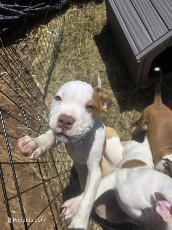 Cowgirl – American Bully, American Pit Bull Terrier puppy for sale in Stockbridge, GA