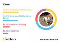 Love, a female American Bully and American Pit Bull Terrier for sale in Stockbridge, GA – 4 of 5