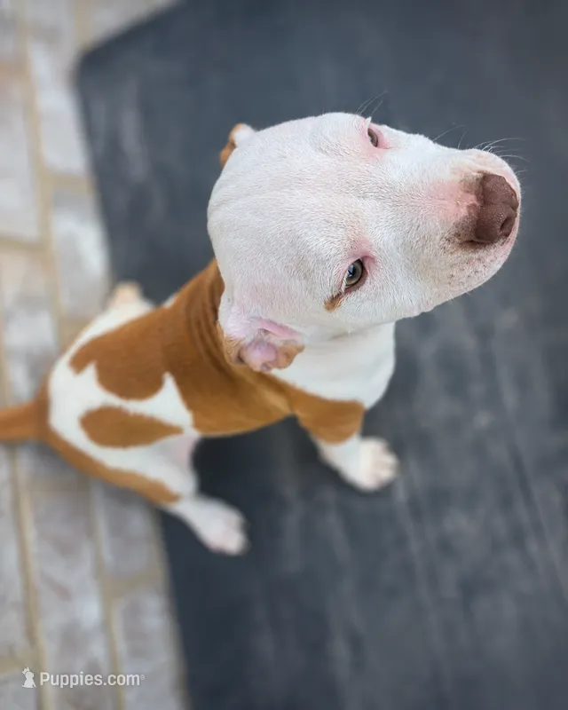 Mickey – American Bully, American Pit Bull Terrier puppy for sale in Stockbridge, GA