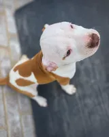 Mickey, a male American Bully and American Pit Bull Terrier for sale in Stockbridge, GA – 1 of 6