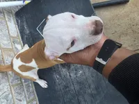 Mickey, a male American Bully and American Pit Bull Terrier for sale in Stockbridge, GA – 4 of 6