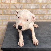 Fats, a male American Bully and American Pit Bull Terrier for sale in Stockbridge, GA – 2 of 8