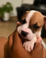 Tiger , a male American Bully and American Pit Bull Terrier for sale in Stockbridge, GA – 5 of 7