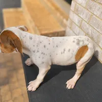 Barquavious , a male American Bully and American Pit Bull Terrier for sale in Stockbridge, GA – 3 of 5