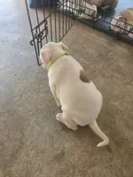 Fats, a male American Bully and American Pit Bull Terrier for sale in Stockbridge, GA – 5 of 8