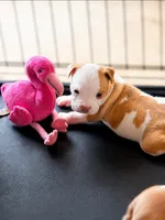 Cowgirl, a female American Bully and American Pit Bull Terrier for sale in Stockbridge, GA – 3 of 5