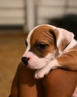 Tiger , a male American Bully and American Pit Bull Terrier for sale in Stockbridge, GA – 4 of 7