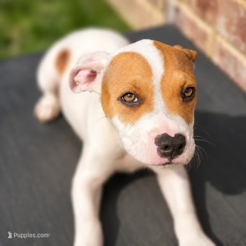 Barquavious  – American Bully, American Pit Bull Terrier puppy for sale in Stockbridge, GA