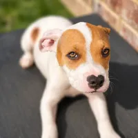 Barquavious , a male American Bully and American Pit Bull Terrier for sale in Stockbridge, GA – 1 of 5