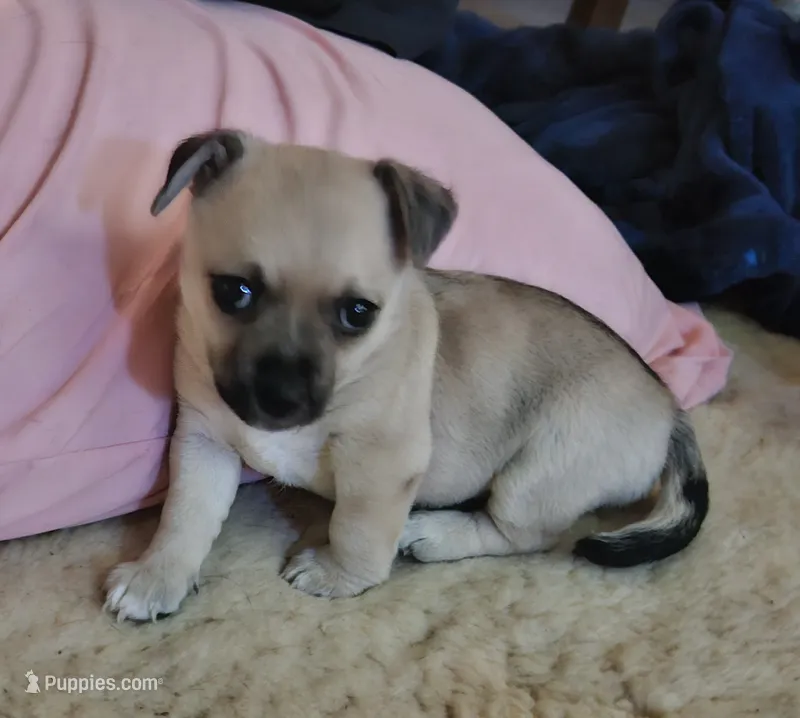Merlin  – Chihuahua puppy for sale in Union City, MI