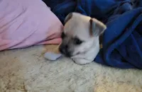 Merlin , a male Chihuahua for sale in Union City, MI – 2 of 4