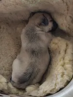 Merlin , a male Chihuahua for sale in Union City, MI – 4 of 4